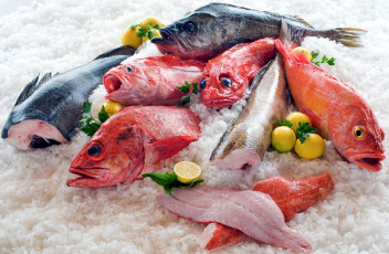 Картинка еда рыба +морепродукты +суши +роллы свежая лед ассорти