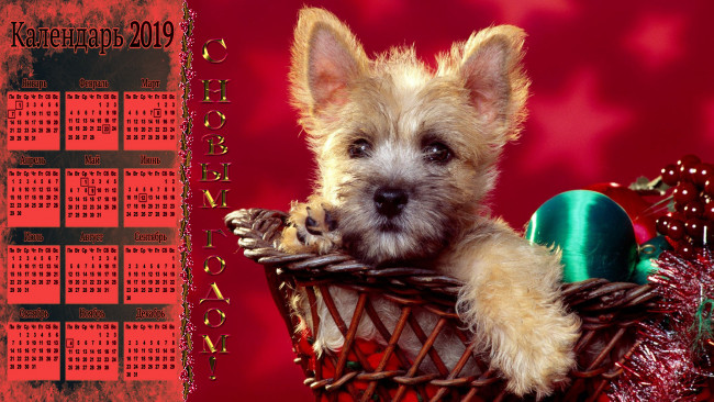 Обои картинки фото календари, праздники,  салюты, игрушка, шар, взгляд, корзина, собака