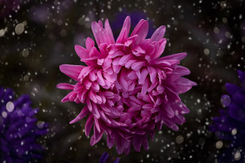 Картинка цветы астры макро