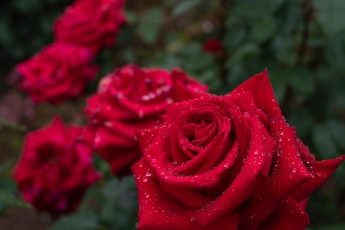 Картинка цветы розы куст бордовые капли