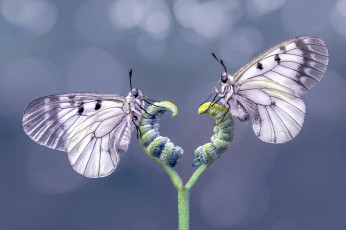 Картинка бабочки животные +мотыльки +моли макро насекомые две растение серый фон парочка