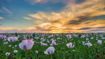 Картинка цветы маки поле закат