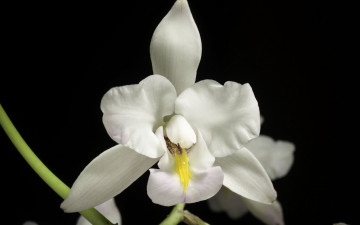 обоя цветы, орхидеи, экзотика, орхидея, белая, макро