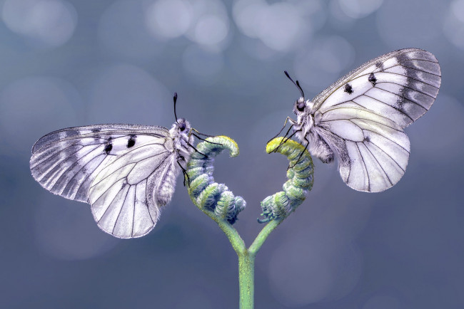 Обои картинки фото бабочки, животные,  мотыльки,  моли, макро, насекомые, две, растение, серый, фон, парочка