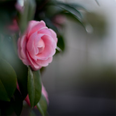 Картинка цветы камелии камелия цветок листья розовая