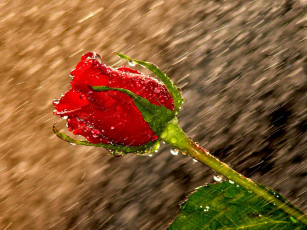Картинка цветы розы дождь красный