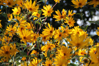 Картинка цветы рудбекия желтый