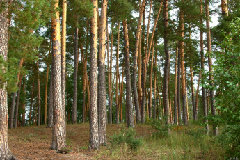 Картинка нижегородский край природа лес сосны