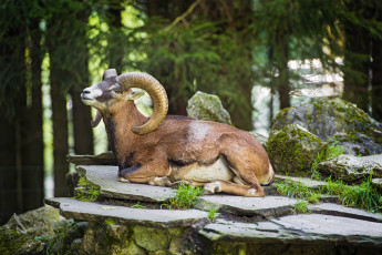 Картинка животные овцы бараны муфлон отдых рога