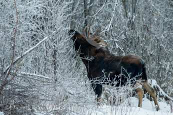 Картинка животные лоси снег лес рога