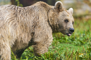 Картинка животные медведи взгляд шерсть