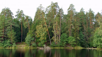 Картинка нижегородский край природа лес берег
