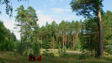 Картинка нижегородский край природа лес рюкзак дорога пеньки сосны