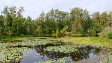 Картинка нижегородский край природа реки озера озеро лес