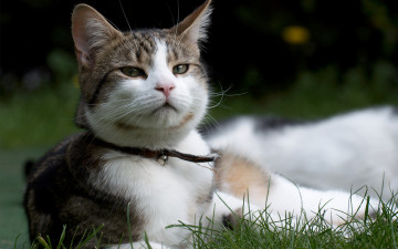 Картинка животные коты кот колокольчик трава морда ошейник