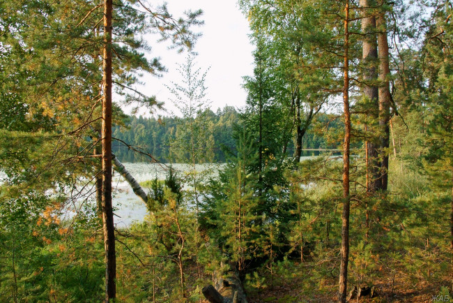 Обои картинки фото нижегородский, край, природа, лес, озеро