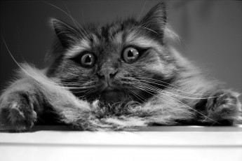 Картинка животные коты кошак кошка шерсть глаза