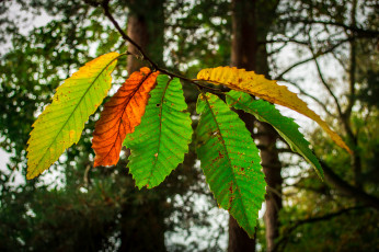 Картинка природа листья деревья ветка осень