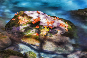 Картинка природа листья река камень осень