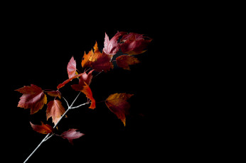 Картинка природа листья ветка осень фон