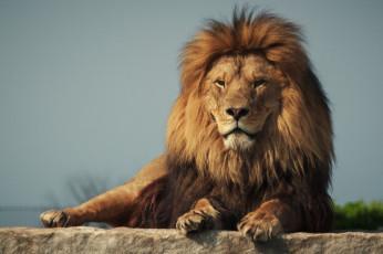 Картинка животные львы лев хищник фон грива кошка