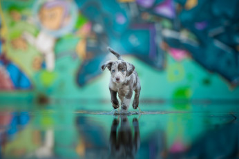 Картинка животные собаки вода окрас друг собака щенок