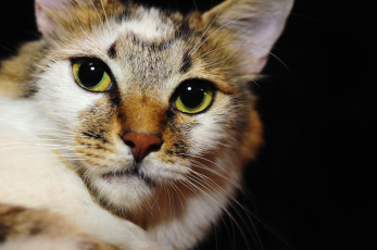 Картинка животные коты кошак кот глаза взгляд