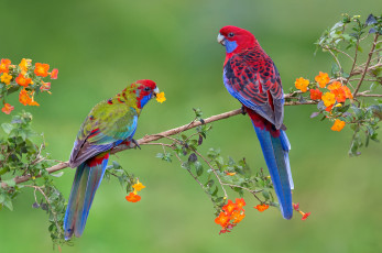 Картинка животные попугаи ветка пара птицы попугай