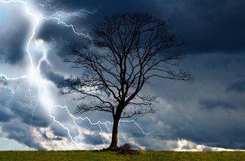 Картинка природа стихия гроза дерево молния тучи