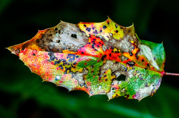 Картинка природа листья осень цвет лист