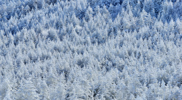 Картинка природа зима деревья снег лес склон