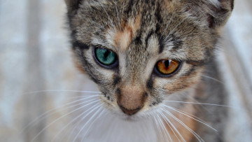 Картинка животные коты фон усы взгляд котэ котяра кошак