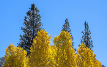 Картинка природа деревья небо листья осень