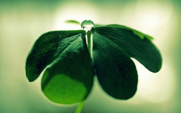 Картинка природа макро роса капля зелень лист