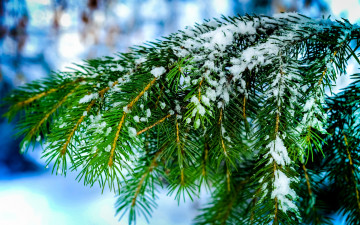 Картинка природа макро ветки иголки ель дерево хвоя снег зима боке