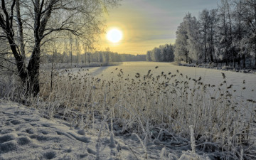 Картинка природа зима лес река камыш снег лед
