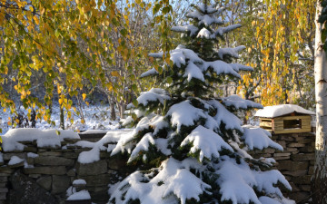 Картинка природа зима пейзаж снег ёлка красота декабрь