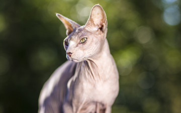 Картинка животные коты глаза взгляд сфинкс кошак кот