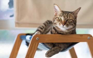 Картинка животные коты котэ котяра кошак отдых взгляд
