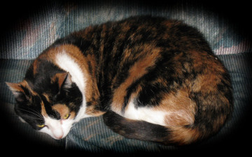 Картинка животные коты лежит кот
