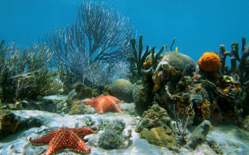 обоя животные, морские звёзды, underwater, ocean, coral, reef, sand, starfish, tropical