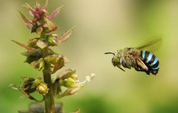 Картинка животные пчелы +осы +шмели шмель пчела насекомое стебель цветок растение