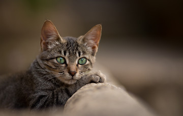 Картинка животные коты фон взгляд котэ котяра кошак