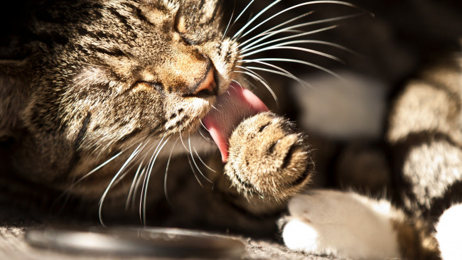 Обои картинки фото животные, коты, усы, котэ, лапа, моется, язык, котяра, кошак, кот
