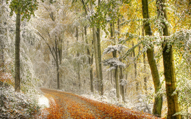 Обои картинки фото природа, зима, дымка, снег, деревья, листья, осень, дорога, лес