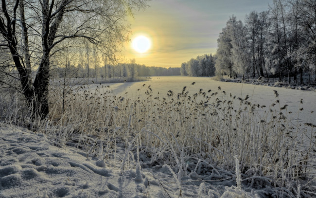 Обои картинки фото природа, зима, лес, река, камыш, снег, лед