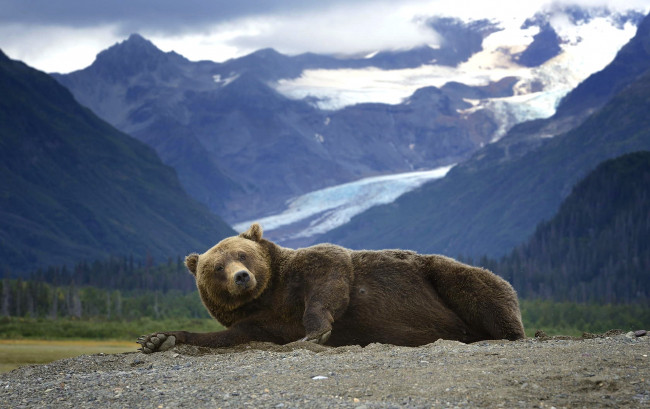 Обои картинки фото животные, медведи, лежит, горы, хищник, гризли, медведь, аляска