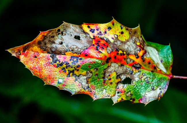 Обои картинки фото природа, листья, осень, цвет, лист
