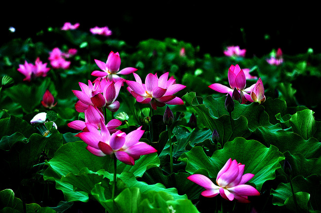 Обои картинки фото lotus, цветы, лилии водяные,  нимфеи,  кувшинки, лотос