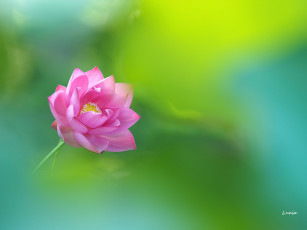 Картинка цветы лотосы фон лотос